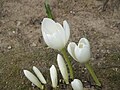 Colchicum speciosum 'Album'