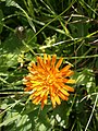 Crepis aurea