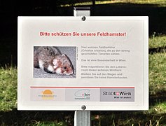 Feldhamster leben am Spitalsgelände