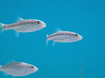 Cuatro Cienegas pupfish (Q304779)