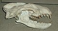 A Daphoenodon superbus koponya