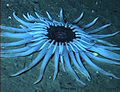 Blake Ridge'teki bir derin deniz anemonu