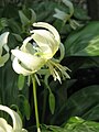 Erythronium 'White Beauty' flower