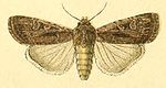 Euxoa aquilina – Specimen