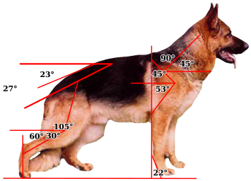 Das typische Zuchtziel der Hundezüchterclubs für die moderne Struktur des Körpers des Deutschen Schäferhunds