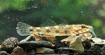 The tank goby is a host for B. uncinus