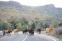 Taken from a road with a mountain the background, with cows crossing the road