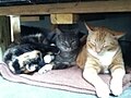 Shelter cats