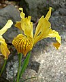 Iris innominata