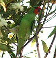 Küçük lori (Glossopsitta pusilla)