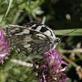 Schachbrett (Schmetterling)