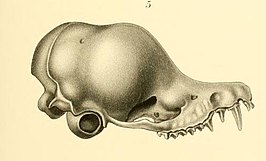 Miniopterus macrocneme