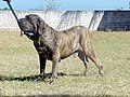 Modern Fila Brasileiro