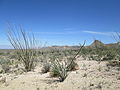 Ocotillo forest in the Santa Rita Mountains of Arizona