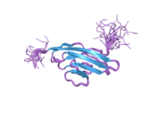 2dl9: Solution structure of the Ig-like domain of human Leucine-rich repeat-containing protein 4