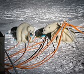 Polar bears chewing cables