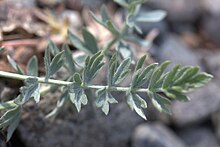 Close-up view of P. breweri leaves