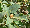 Quercus turbinella