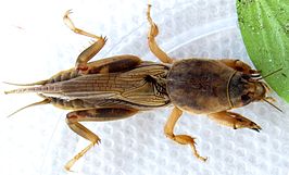 Scapteriscus vicinus