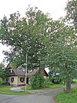 Stieleiche (Quercus robur)