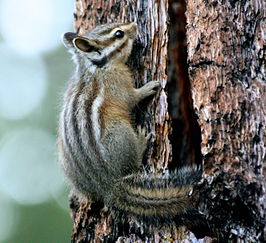 Langoorchipmunk