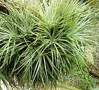 Tillandsia stricta foliage