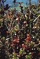 Vaccinium ovatum