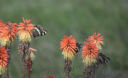 Feeding on Kniphofia uvaria