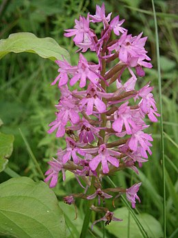 Vitézvirág (Anacamptis pyramidalis)