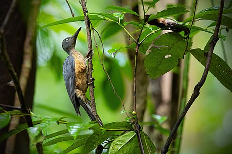 Mulleripicus fulvus