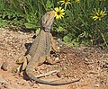 Bearded Dragon, Galore Hill Scenic Reserve