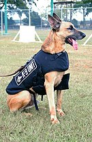 A police dog of the Belgian Malinois breed wearing a protective vest.