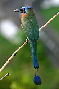 Diadémmotmot