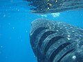 Image 12The gill slits of a whale shark flaring as it expels water from its pharyngeal cavity. (from Shark anatomy)