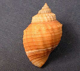 Cancellaria (Euclia) balboae