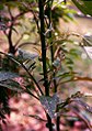 Silber-Brandschopf (Celosia argentea)