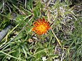 Crepis aurea