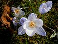 Crocus chrysanthus 'Skyline' close-up