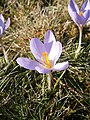 Crocus etruscus 'Zwanenburg'