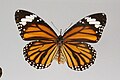 Danaus genutia