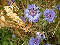 Korenbloemen met alleen buisbloemen