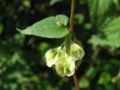 Fallopia dumetorum on the german island Hiddensee, Photo by Kristian Peters