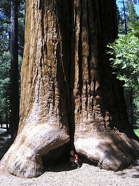 Der Fuß des Riesenmammutbaums „The Proclamation Tree“ im Giant Sequoia National Monument