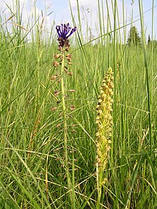 Muscari comosum and man orchid