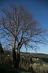 Sommerlinde (Tilia platyphyllos)