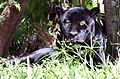 Black jaguar - POTD May 21, 2004