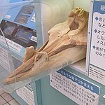 Stejneger's beaked whale (skull)