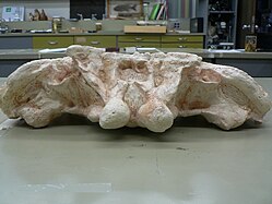 Cranio di Metoposaurus, in vista posteriore