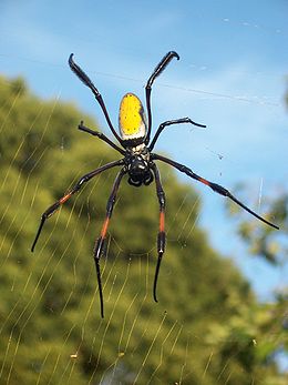 Nephila inaurata