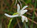 Close-up on a flower